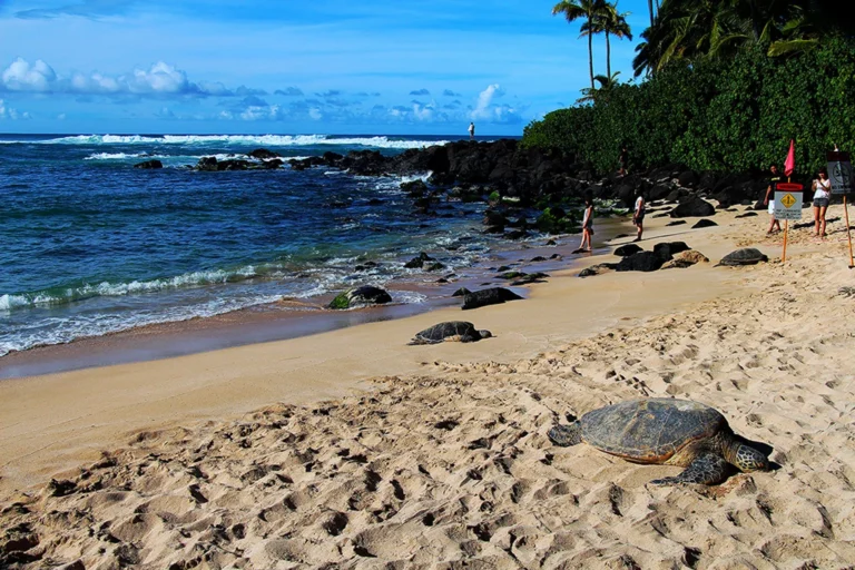 Laniakea surf break, North Shore, Oahu